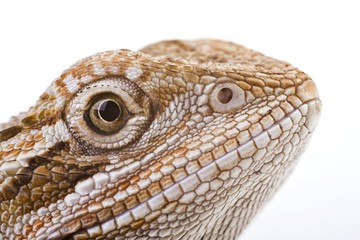 Bearded Dragon (Pogona vitticeps)