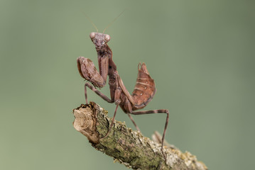 Indonesian Double Shield Mantis, isolated against a muted green background. pnigomantis medioconstricta