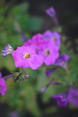 Obraz premium Summer flowers - petunias on a blurred background.