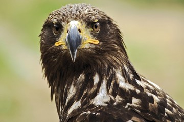 Young Bald Eagle (Haliaeetus leucocephalus)