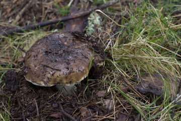 Mushroom