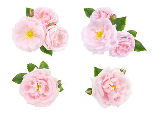 Pink roses and buds set