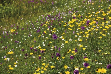 Wild flower meadow