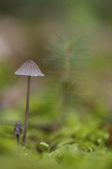 Fairy Inkcap