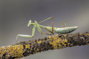 Giant Asian Mantis, isolated against a muted brown background. Hierodula Membranacea