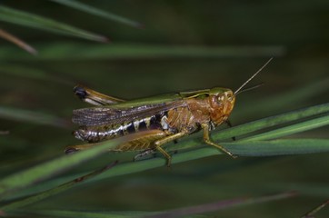 Male Common Green Grasshopper (Omocestus viridulus)
