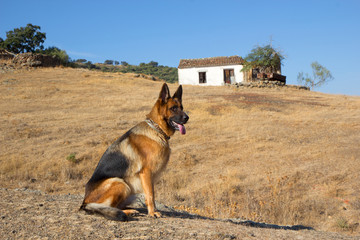 German Shepherd guards its old house in a small Mediterranean village.