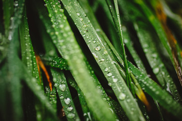 Close up of fresh thick grass with dew drops in the early morning