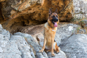 German Shepherd is resting in a karst cave in the middle of nowhere
