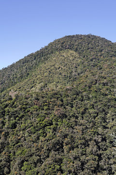 Nationalpark Los Quetzales, oak forest, 2800 mNN, Costa Rica, Central America