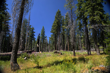 Pocket Meadow