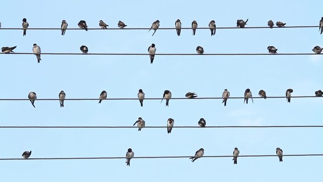 swallows on the wire sit as musical notes