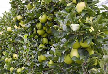 trees with Golden Delicious apples © leopold