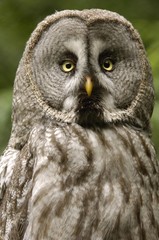 Great Grey Owl (Strix nebulosa)