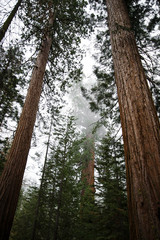 Tuolumne Grove