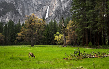 Yosemite Falls