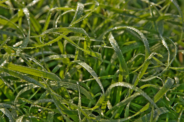 Blades of grass with dew drops