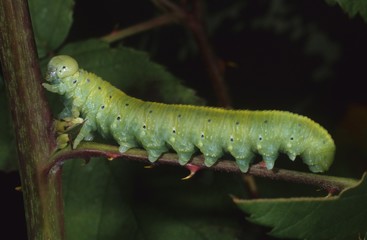 Sawfly Wasp larva (Cimbex lutea)