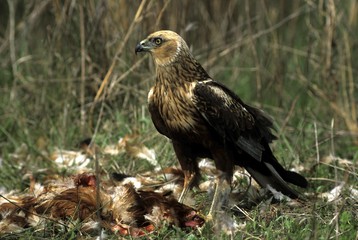 Fototapeta premium Western Marsh Harrier, Circus aeruginosus