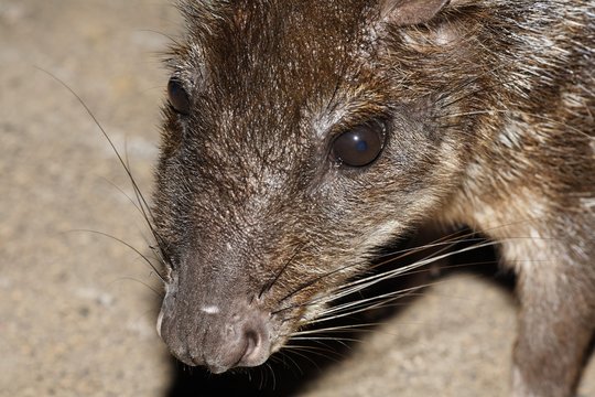 Paca, Agouti Paca (Cuniculus Paca), Costa Rica, Central America