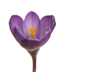 Spring crocus (Crocus vernus hyb.)