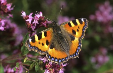 Fototapeta premium Small Tortoiseshell (Aglais urticae)