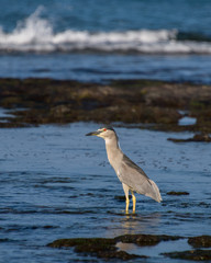 black crowned night heron