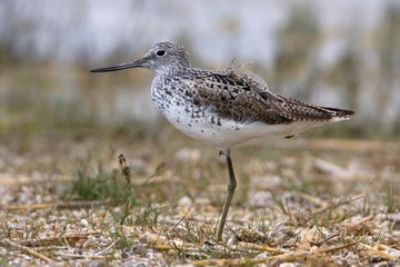 Greenshank (Tringa nebularia), Apetlon, Burgenland, Austria, Europe