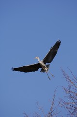 Grey Heron (Ardea cinerea) flying