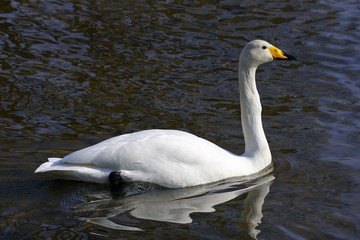 Fototapeta premium Whooper swan swimming at the water (Cygnus cygnus)