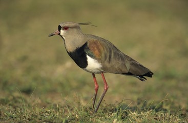 Fototapeta premium Southern Lapwing (Vanellus chilensis), Pantanal, Brazil, South America