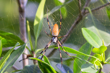 Big banana spider in a web against background of green leaves
