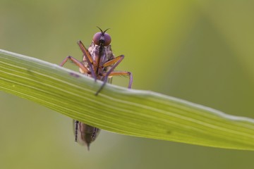 Robber Fly (Asilidae)