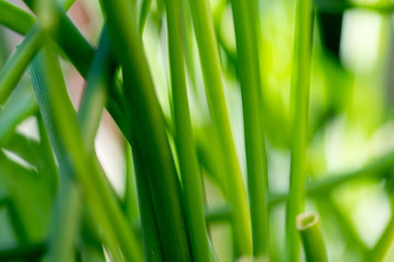 Obraz premium Green chive leaves