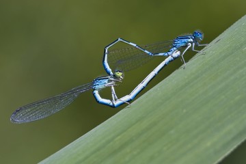 Azure Damselfly (Coenagrion puella) mating