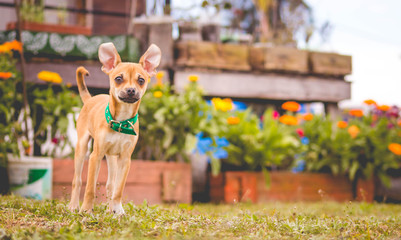Chihuahua in flowers
