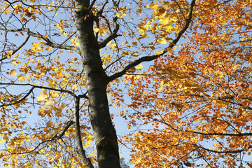Norway Maple, Acer platanoides, Germany, Europe