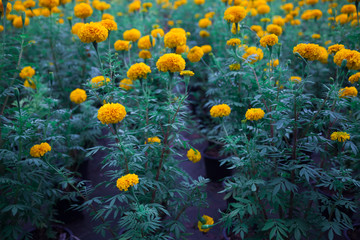 Fototapeta na wymiar Many yellow marigolds were planted in black plastic pots. Lined up in full space.