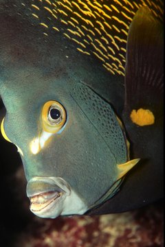 French Angelfish (Pomacanthus paru), Bahamas, Caribbean, Americas, Central America
