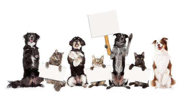 Group of Dogs and Cats Sitting Up Holding Blank Signs