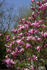 Magnolia - hybrid (Magnolia Heaven Scent)