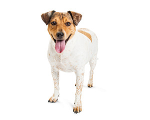 Happy Cattle Dog Crossbreed on White