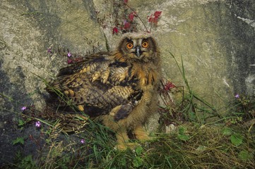 Eurasian Eagle owl, Bubo bubo in a