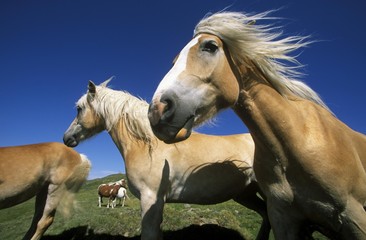 Obraz na płótnie Canvas Haflinger horses, Fiss, Tyrol, Austria, Europe