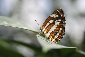 Brush-footed butterfly (Nymphalidae), butterfly house, Mainau Island, Baden-Wurttemberg, Germany, Europe
