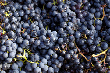Grape harvest in Stuttgart, Baden-Wuerttemberg, Germany, Europe