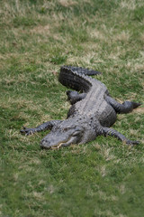 alligator in the grass