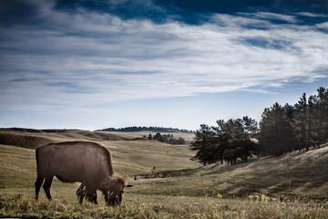 buffalo on hill by a valley