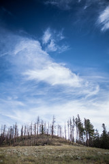 dead trees on hilltop