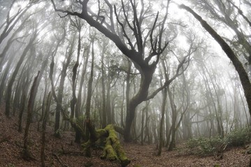 Obraz premium Garajonay National Park, laurel forest, laurisilva, La Gomera, Canary Islands, Spain, Europe